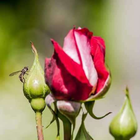 פראסקאטי Hotel Villa Maria Luigia מראה חיצוני תמונה