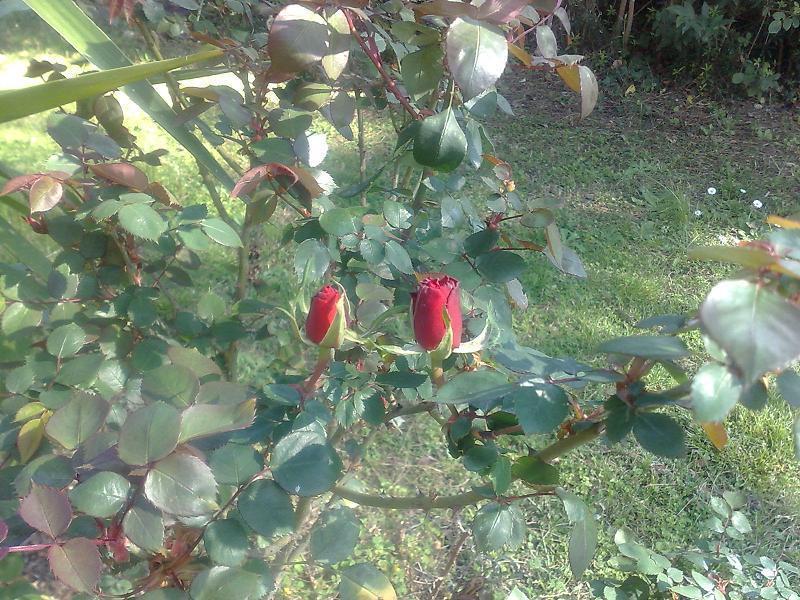 פראסקאטי Hotel Villa Maria Luigia מראה חיצוני תמונה